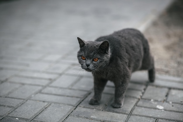 オレンジ色の目をした猫が歩道を歩いています。