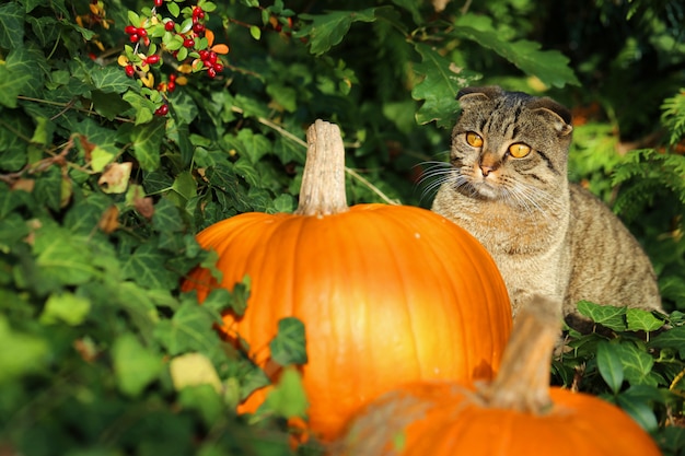 cat with orange pumpkins in green ivy. Halloween. Autumn mood. Autumn time. 