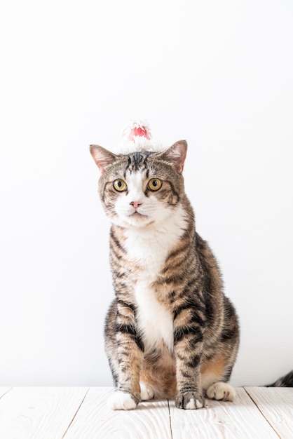 cat with party hat