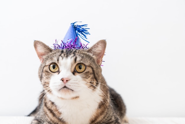 cat with party hat