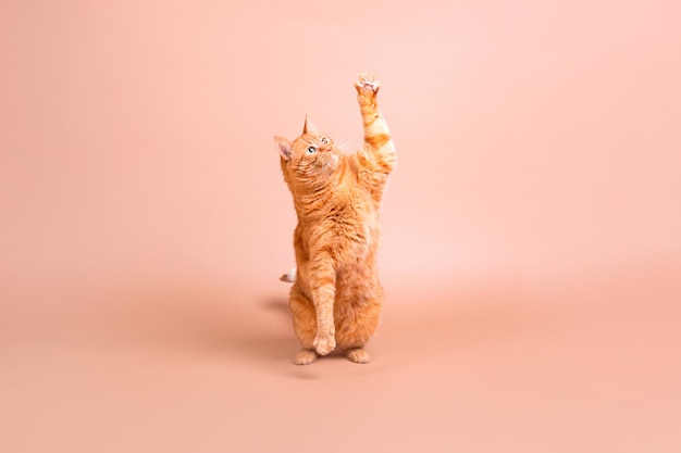 A cat with a pink background