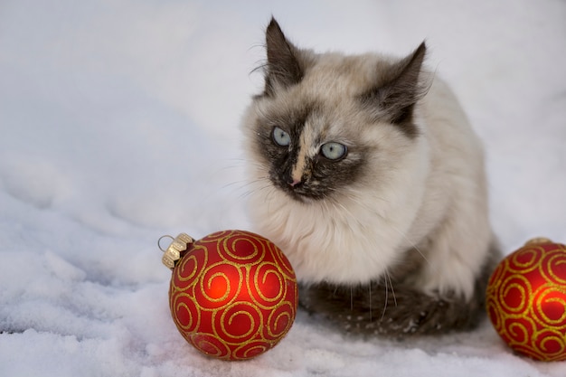 Фото Кошка с красным елочным шаром на снегу