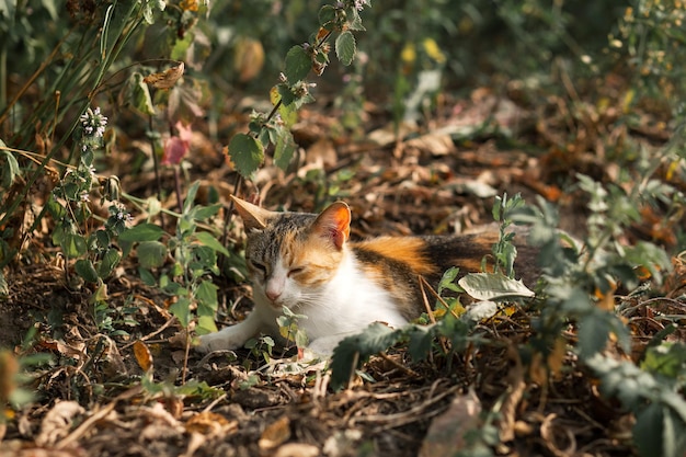 赤い斑点のある猫が草むらに寝そべる 動物 家庭用ペットショップ