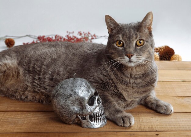 Cat with skull on wood