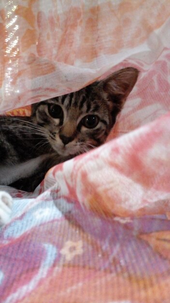 A cat with a striped face looking up.