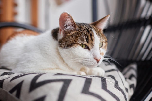 縞模様の猫がソファに座り、カメラを直接見ています。