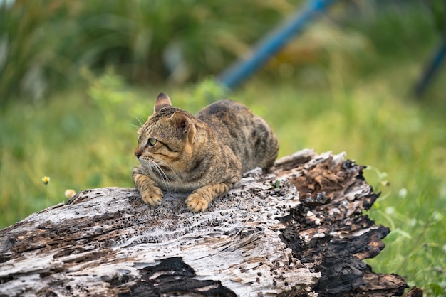 虎の柄の猫