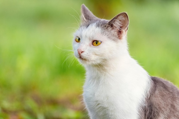 흐릿한 배경의 정원에 흰색과 회색 털을 가진 고양이