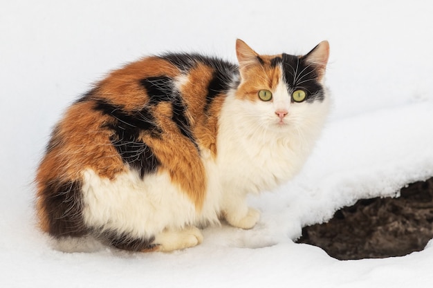눈 속에서 겨울에 흰색, 검은색, 갈색 털을 가진 고양이
