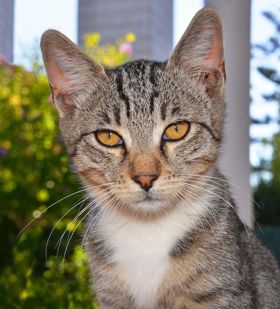 胸が白く、胸に黒い縞模様がある猫。