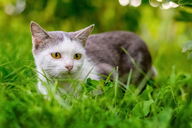 緑の草の間の庭で白と灰色の毛皮を持つ猫