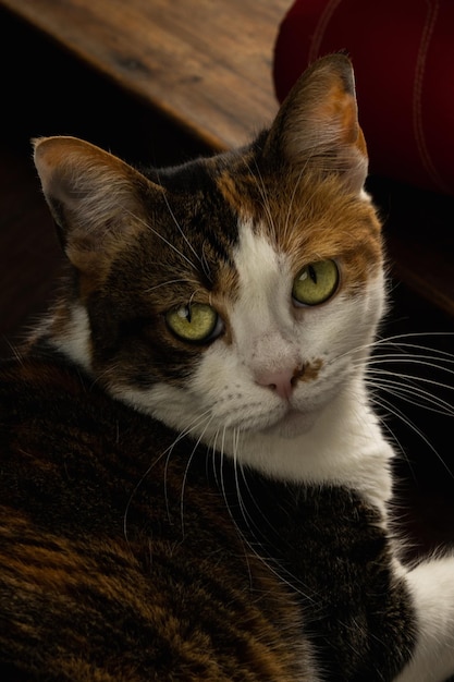 A cat with a white patch on its face