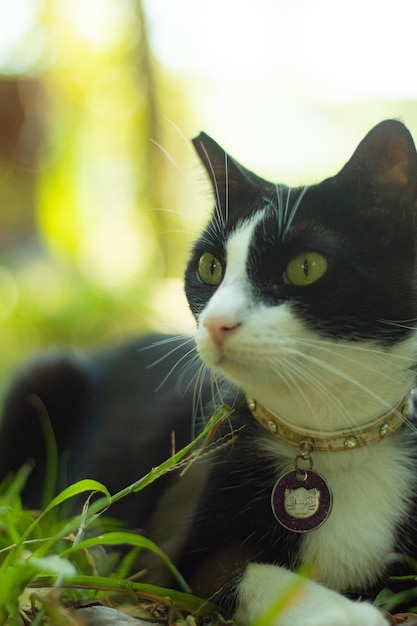 Photo cat with wide eyes and gold collar