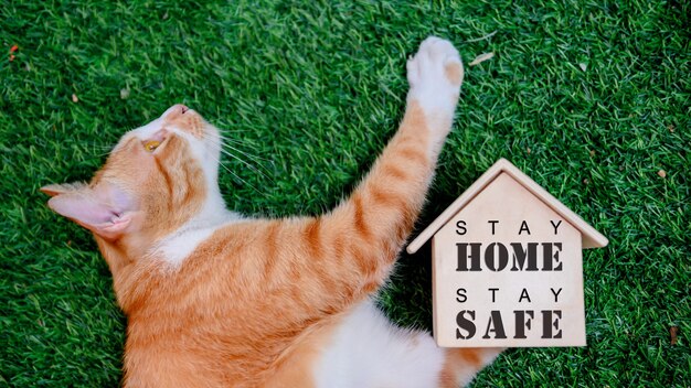 Cat with wooden house. Self-quarantine and stay home during Covid-19. Lovely pet in the garden with toy. Stay home stay safe and social distancing concept.