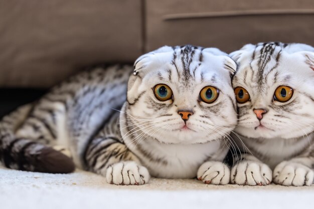 Photo a cat with yellow eyes laying on the carpet.