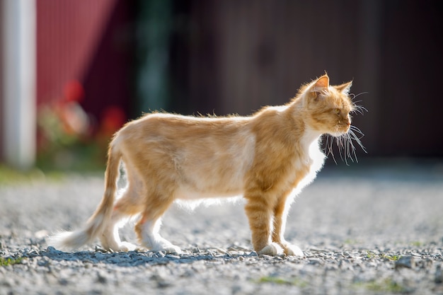 Cat with yellow eyes standing outdoors