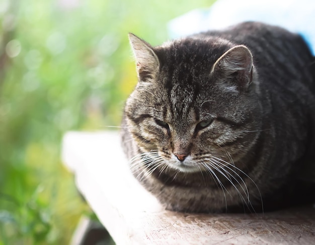 Cat on the wooden railing outdoors