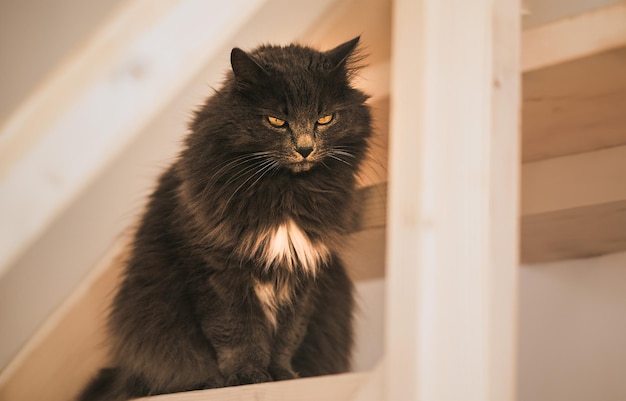 家の木の階段の上の猫、屋内の家の中のペット
