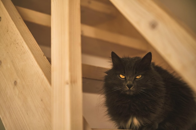 Cat on wooden stairs in the house pet inside an indoor home