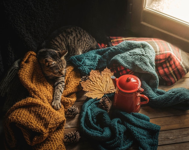 Photo cat and wool sweaters