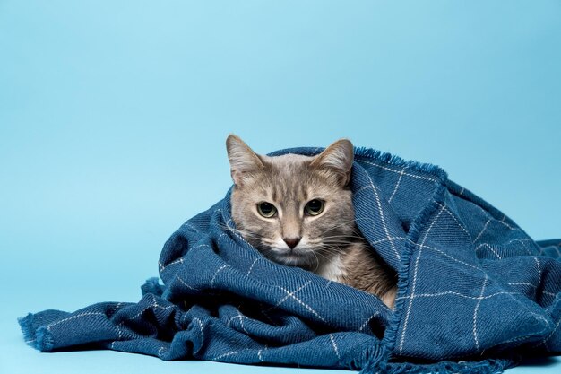 Cat wrapped in a warm blanket seriously looking into the camera