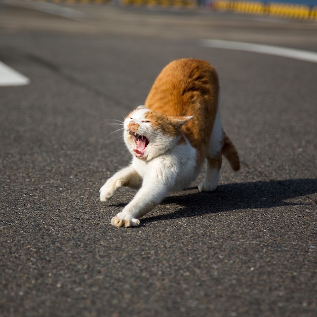 cat yawing on road