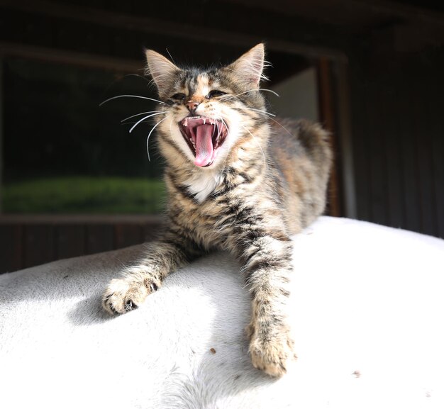 Photo cat yawning