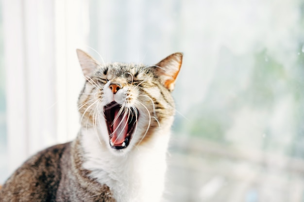 Gatto sbadiglia primo piano, gatto divertente, giornata di sole