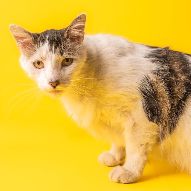 Cat on yellow background pet