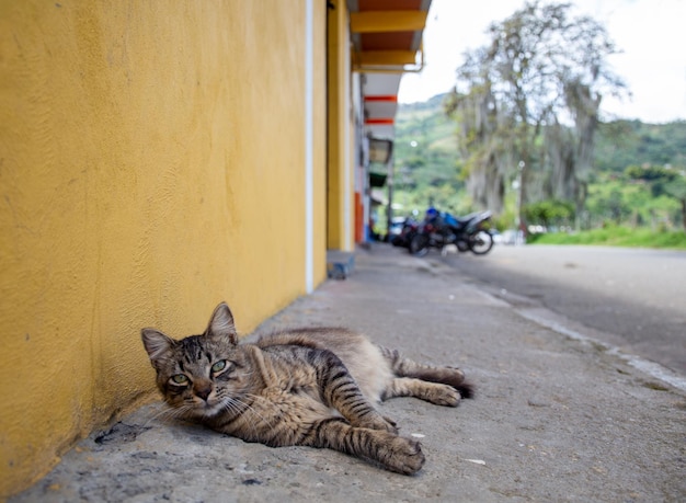 Cat next to a yellow wall