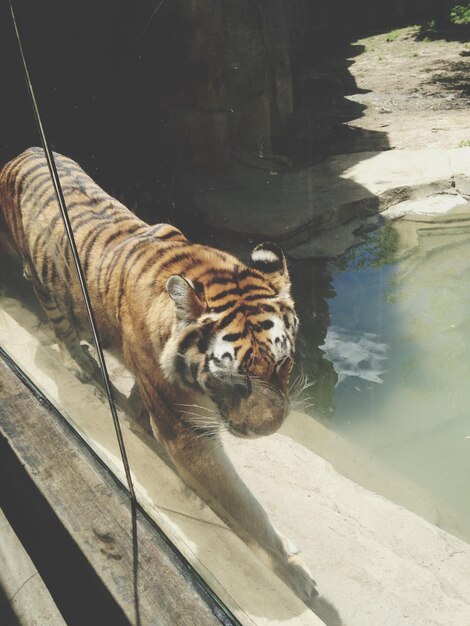 Photo cat in zoo