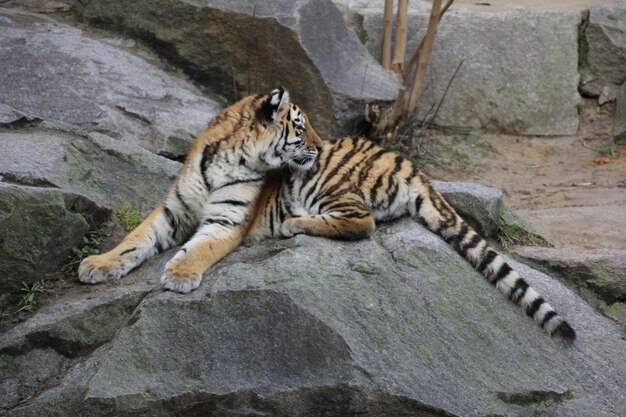 動物園の猫