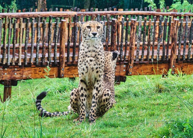 動物園の猫