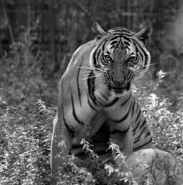 Photo cat in zoo