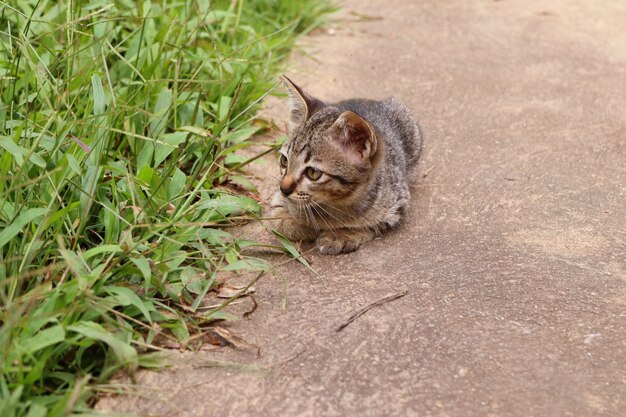 Кошка