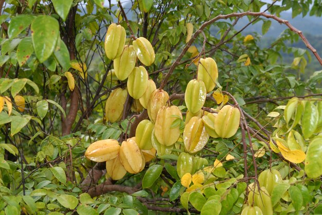 Catadupa, Jamaica.  Star fruit, Averrhoa carambola hanging on a tree.