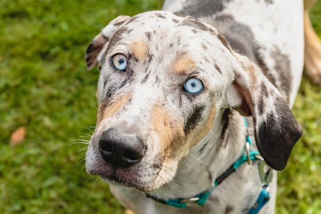 Catahoula dog watching with deep blue eyes