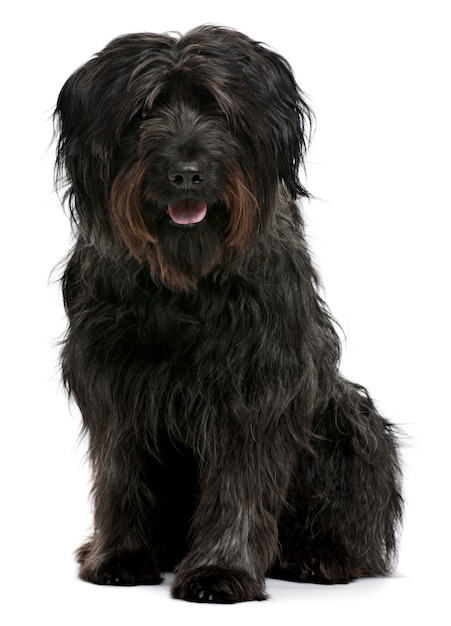 Catalan sheepdog, 6 years old, sitting in front of white wall