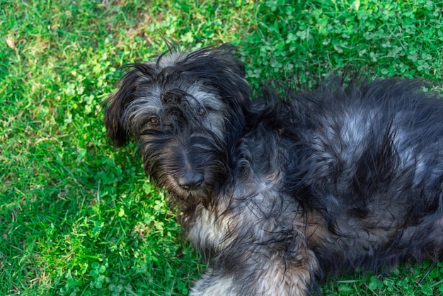 Catalan shepherd dog lying on the grass and looking at the\
camera pedigree dogs adoption of animals