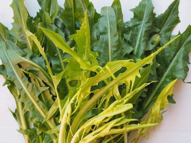 Catalonian chicory salad