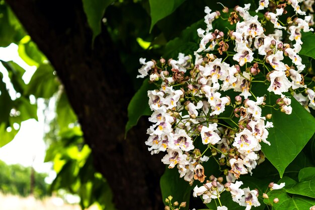 Catalpa boom met bloemen en bladeren catalpa bignonioides catalpa speciosa of sigarenboom