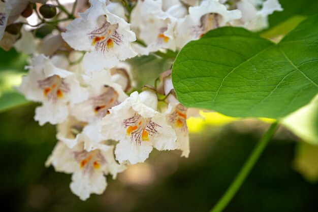 카탈파는 여름에 정원에서 자라고 꽃을 피웁니다. 꽃 Catalpa bigon-like, 아메리카 원주민 콩 나무, Catalpa vulgaris, Catalpa 라일락, 시가 나무. 선택적 초점입니다.