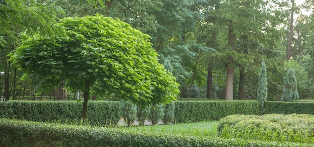 Catalpa met een prachtige kroon in een park