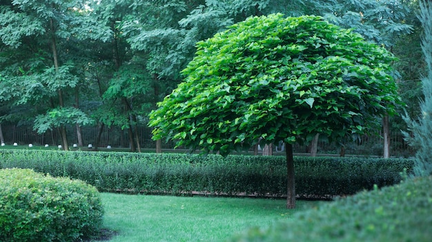 Catalpa met een prachtige kroon op het groene gras