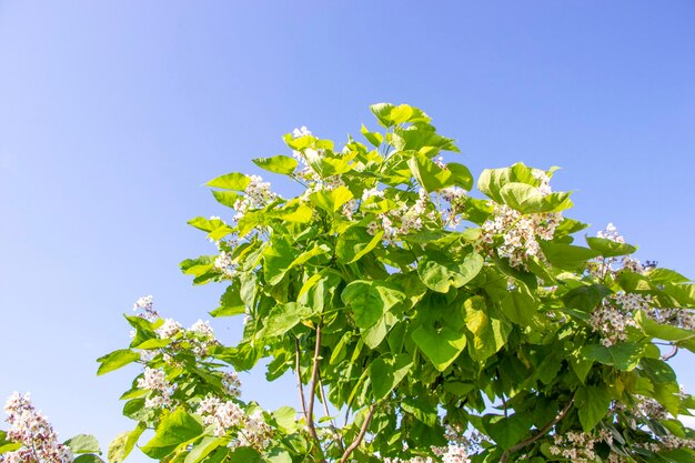 Catalpa Sierbomen in het park Groene bladeren op blauwe hemelachtergrond