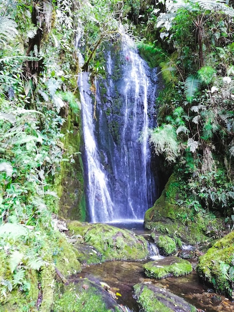 Foto catarata bosque monte potrero umari pachitea