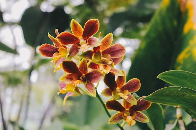 Catasetum Orchids — один из самых уникальных гибридов орхидей.