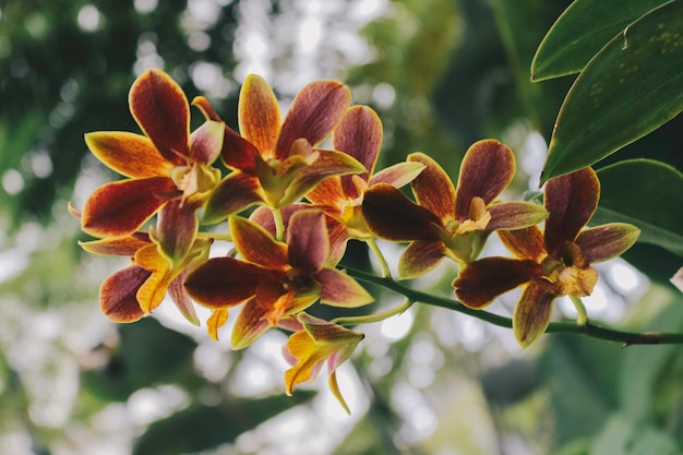 Catasetum Orchids — один из самых уникальных гибридов орхидей.