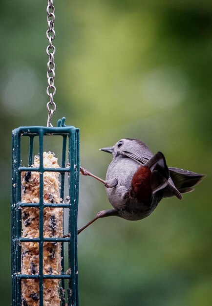 Photo catbird on the cage