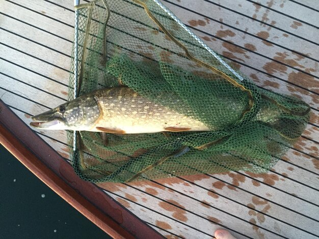 Foto cattura di pesce in una rete da pesca